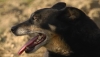 Карауш з`ясує, чому на Рівненщині загинули собаки