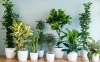 Кімнатні рослини захищають від вірусів та бактерій