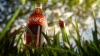 Кока-кола для захисту саду
