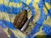 Купи гранату! На Рівненщині затримали продавця РГД-5