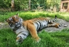 Квитки до Рівненського зоопарку тепер можна купити онлайн