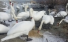 Лебеді поблизу Острога – місцева окраса (ФОТО/ВІДЕО)
