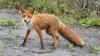 Помста лисиць: від мисливців втікають у села та душать курей