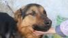 Любителі тварин обурені: охоронець рівненського ЦУМу бив шокером пса, що спав при вході