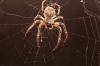 М’ята — проти павуків у домі