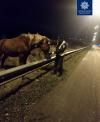 На автодорозі Київ-Чоп вже кілька днів стоїть припнутий кінь (оновлено)