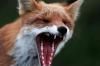 На Дубровиччині скажена лисиця забігла у двір та напала на собаку