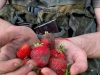 Неймовірно, але факт: на Херсонщині загарбники збирають полуниці