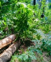 На мешканця Сарненщини впало дерево. Чоловік помер