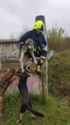 На Млинівській врятували собаку