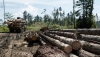 Житель Рівненщини вирубав 40 дерев, за що понесе покарання 