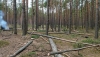 На півночі Рівненщини затримали чоловіків, які рубали ліс 