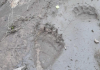 На Поліссі помітили сліди ведмедя (ФОТО)