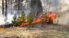 На Рівненщині через підпал сухої трави ледь не загорівся ліс (ВІДЕО)