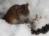 На Рівненщині масово розмножуються миші, які жеруть посіви