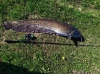На Рівненщині рибалка спіймав велетенського сома (ФОТО)