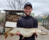 На Рівненщині рибалка зловив велетенську щуку (ФОТО) 