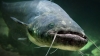 На Рівненщині рибалки спіймали 12-кілограмового сома