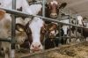 На Рівненщині створили 11 сімейних молочних ферм