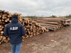 Судитимуть лісничого з Сарненщини і трьох його спільників за незаконні оборудки з деревиною