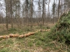 На Рівненщині вилучили понад пів тисячі «кубів» деревини