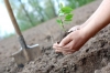 На Рівненщині висадили 24 мільйони дерев