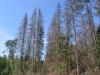 На Рівненщині всихає майже 900 гектарів лісу