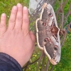 На Рівненщині знайшли найбільшого метелика у Європі