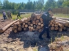 На Сарненщині обшукали лісопереробні пункти і недарма
