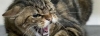На Сарненщині ввели карантин на 60 діб: скажений кіт вкусив свою господиню