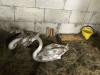 На Зарічненщині загинули троє лебедів, бо не дочекались працівників Національного парку