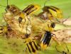 На Здолбунівщині “нашестя” небезпечних кукурудзяних жуків