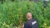 На земельних ділянках жителів Рівненщини знаходять нарковмісні рослини 