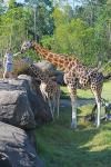 Найвищого жирафа у світі знайшли в Австралії, він має 12 жирафенят 