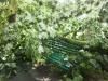Негода повалила дерева в центральному парку Костополя та на двох вулицях