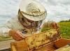 Пасічникам Рівненщини відшкодують вартість бджіл