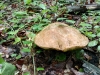 Після дощу в лісах на Рівненщині з’явилися гриби