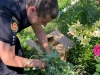 Поліція щотижня нищить на Рівненщині макові та конопляні посіви селян
