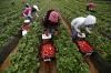 Польська компанія хоче вирощувати полуницю на Рівненщині 