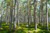 Порошенко підписав закон про збереження лісу