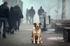 «Порятунок чотирилапих» ловив безпритульних псів на Дубенщині