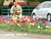 Посеред дня чоловік рвав тюльпани з костопільської клумби (ВІДЕО)