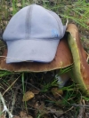 «Потрібно знати мову грибів», - на Березнівщині знайшли гриб вагою 1,5 кілограма