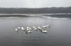 Просять годувати лебедів, які зимуватимуть на озері біля Рівного (ВІДЕО)