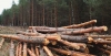 Путін та Шойгу хочуть вирубати та продати українські ліси
