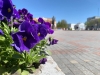 Рівне у квітах: міські комунальники похвалилися насадженим