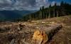 Вирубують більше ніж в Карпатах: Рівненщина – у топ областей за найбільшою втратою лісу