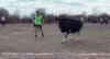 Рівненська ОДА: корова на футбольному полі може бути, та не люди