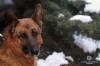Рівненські поліцейські похизувалися «найгарнішим, найвихованішим та найтитулованішим» псом
