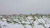 Рівненські синоптики розповіли про вплив грудня на врожай у 2022